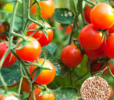100 Thai Princess Cherry Tomato Plant Seeds (Asia Vegetable) Lycopersicon esculentum Mill.